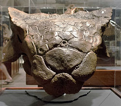 250px-ankylosaur_head_-_cast_-_custer_county_montana_-_museum_of_the_rockies_-_2013-07-08